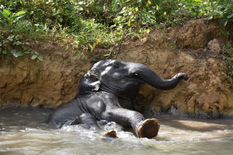 Krabi: Elephant Care House Guided Tour with Hotel Transfers - Is the $57 price fair?