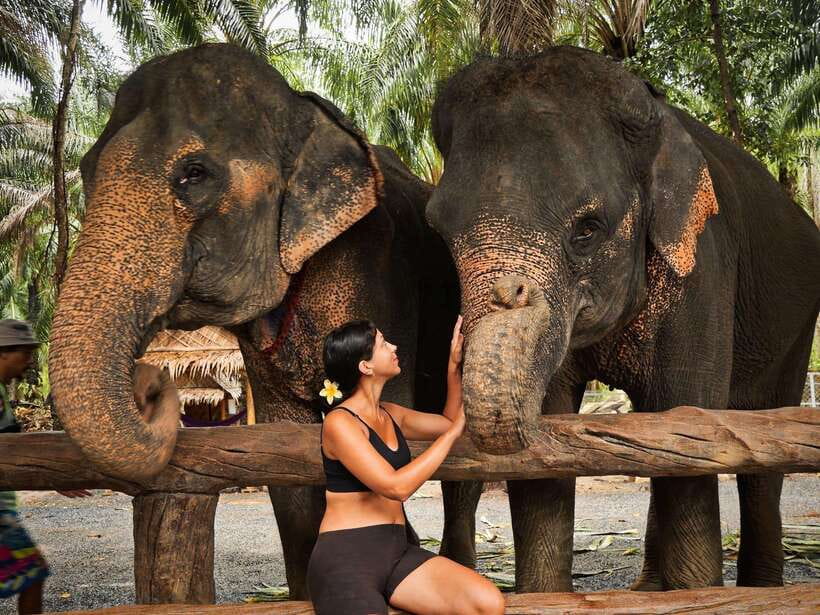 Krabi: Elephant Feeding Program - Meeting the elephants at Krabi Elephant Shelter