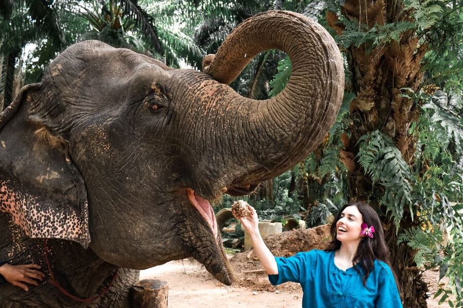 Krabi: Elephant Feeding Program - Learning how Asian elephants behave