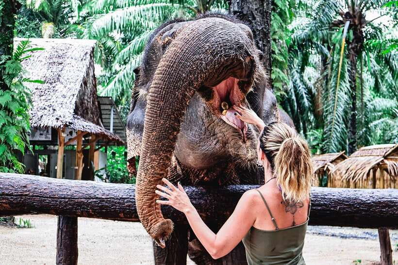 Krabi: Elephant Feeding Program - Practical details before you book