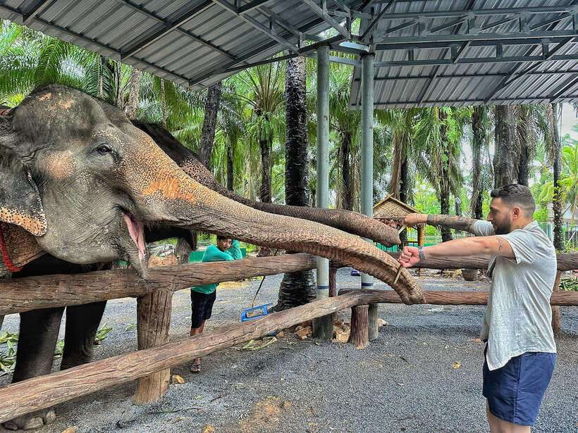 Krabi: Elephant Feeding Program - Preparing fruit and protein balls