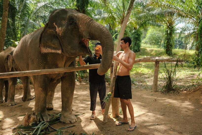 Krabi: Elephant Sanctuary (near Ao Nang) Visit - A short visit with a clear purpose