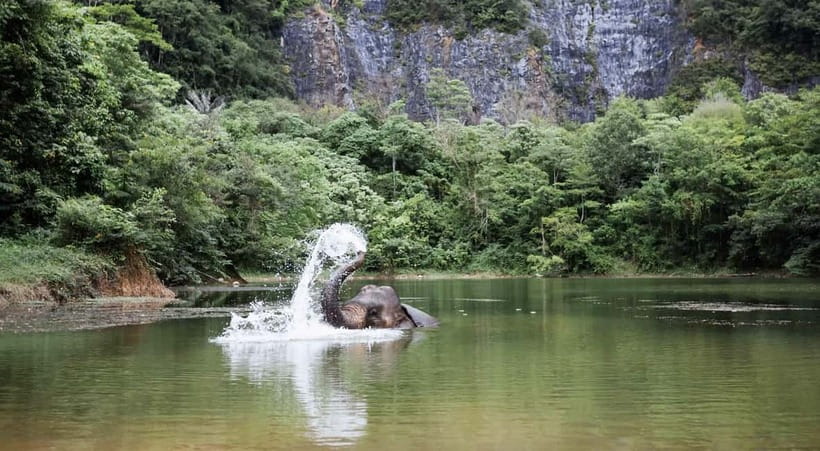 Krabi: Ethical Elephant Sanctuary & Tiger Cave Temple Tour - A practical Thai lunch between the main stops