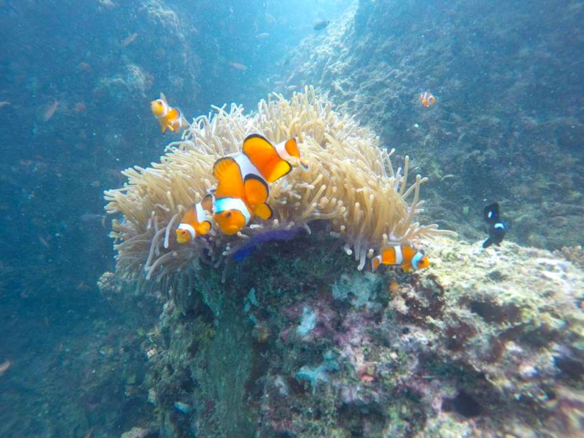 Krabi: Freediving and Snorkeling at Yawasam and Talu Island - Boat comfort, guiding, and safety
