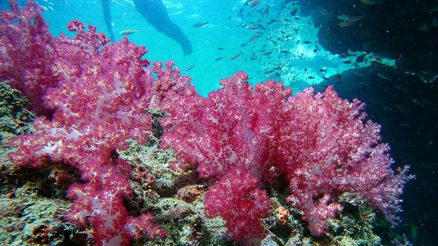 Krabi: Freediving and Snorkeling at Yawasam and Talu Island - Who will enjoy this Krabi boat trip most