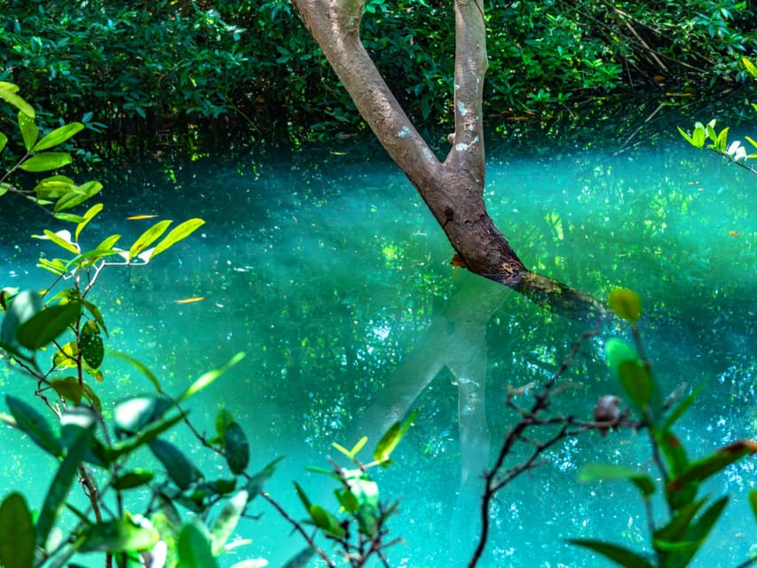 Krabi: Kayaking, Crystal Lagoon, and Fish Spa in Klong Root - Fish Feeding and the Simple Fish Spa