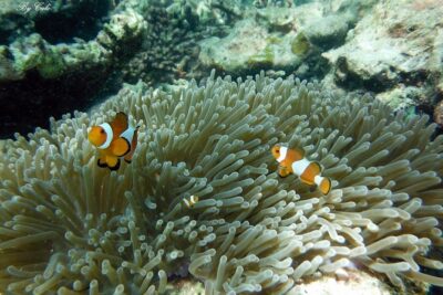 Krabi to James Bond and Hong Islands Offbeat Speedboat Tour