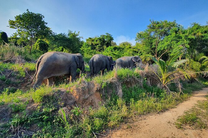 Living Green Elephant Sanctuary Experience near Bangkok & Pattaya - The Bangkok departure and the long road east