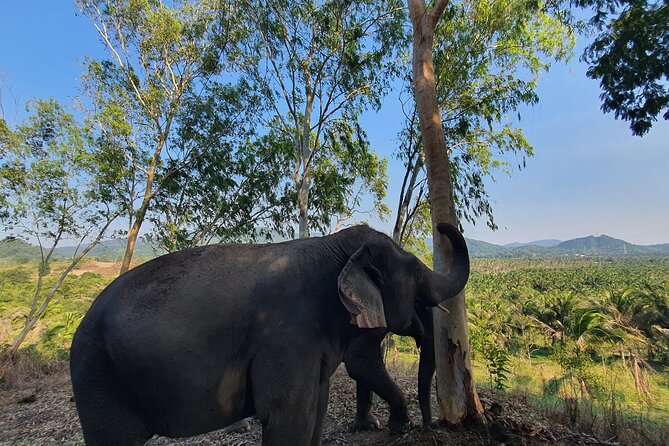 Living Green Elephant Sanctuary Experience near Bangkok & Pattaya - Feeding the elephants and reading their behavior