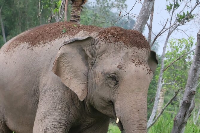 Living Green Elephant Sanctuary Experience near Bangkok & Pattaya - Walking beside elephants to the mountain viewpoint