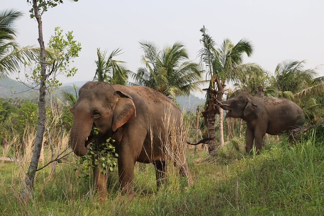 Living Green Elephant Sanctuary Experience near Bangkok & Pattaya - Water time, bathing, and the ethical question