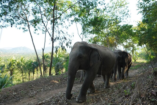 Living Green Elephant Sanctuary Experience near Bangkok & Pattaya - Lunch, photos, and the simple sanctuary setting