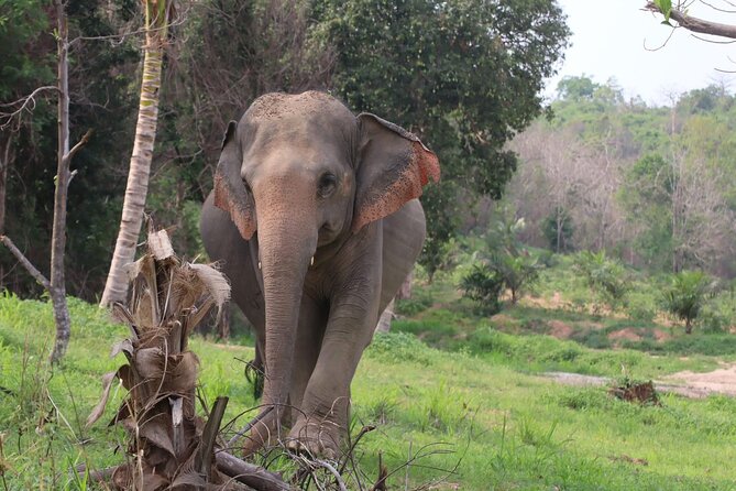 Living Green Elephant Sanctuary Experience near Bangkok & Pattaya - Arrival, shirts, and the first elephant briefing