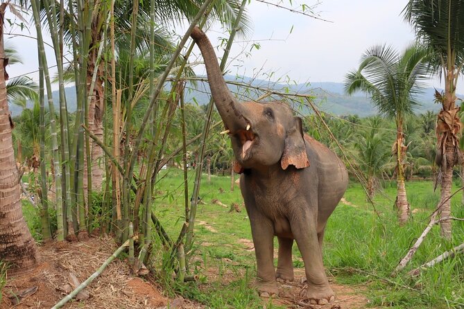 Living Green Elephant Sanctuary Tour from Bangkok and Pattaya - Meeting elephants in a 100-rai sanctuary