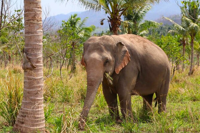 Living Green Elephant Sanctuary Tour from Bangkok and Pattaya - What lunch adds to the day