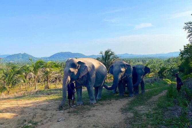 Living Green Elephant Sanctuary Tour from Bangkok and Pattaya - The Bangkok transfer is the main compromise