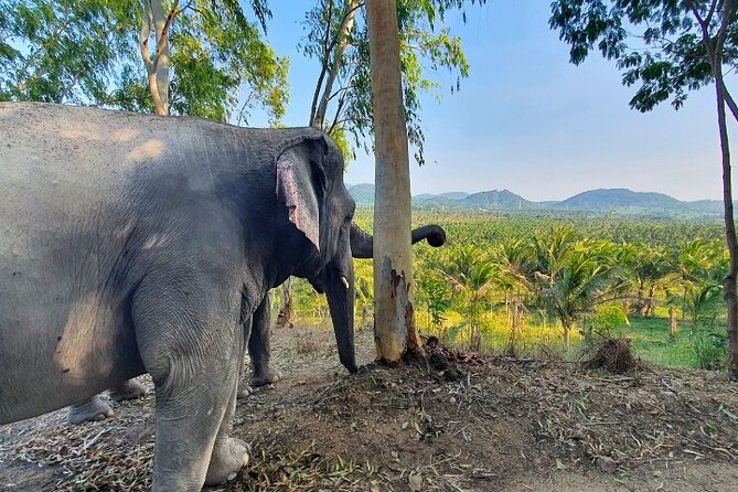 Living Green Elephant Sanctuary Tour from Bangkok and Pattaya - How ethical is the contact?