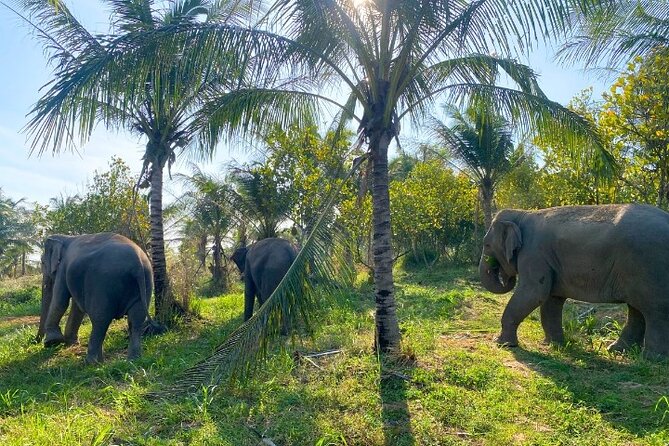 Living Green Elephant Sanctuary Tour from Bangkok and Pattaya - Is $55.09 good value?