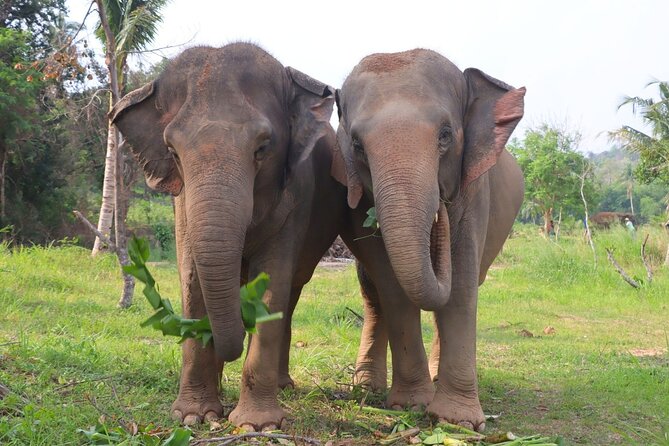 Living Green Elephant Sanctuary Tour from Bangkok and Pattaya - Who will enjoy this outing most?