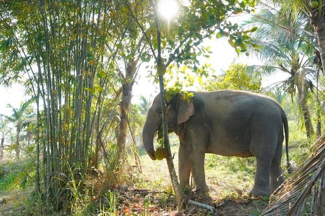 Living Green Elephant Sanctuary Tour from Bangkok and Pattaya - Walking beside the elephants