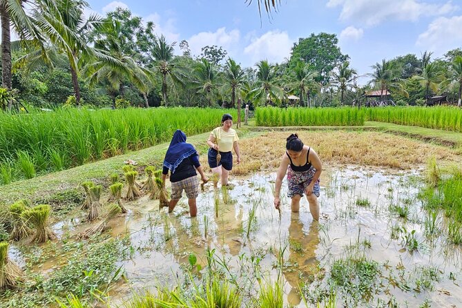 Old Phuket Farm Ticket - Countryside Local Life Culture - Meeting the Buffaloes and the Old Farm Rhythm