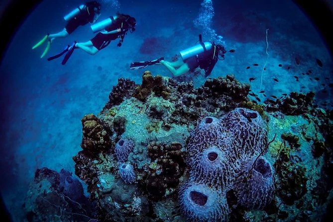 Open Water Course - Become certified diver in 3 days - Three days to build real scuba skills