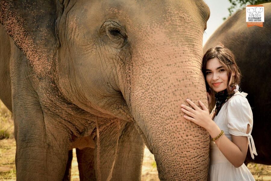 Pattaya: Elephant Jungle Sanctuary Feeding Experience - Why the close contact works for families