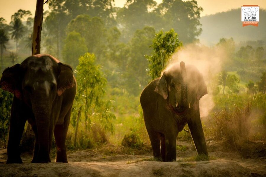 Pattaya: Elephant Jungle Sanctuary Feeding Experience - Getting there and choosing the right option