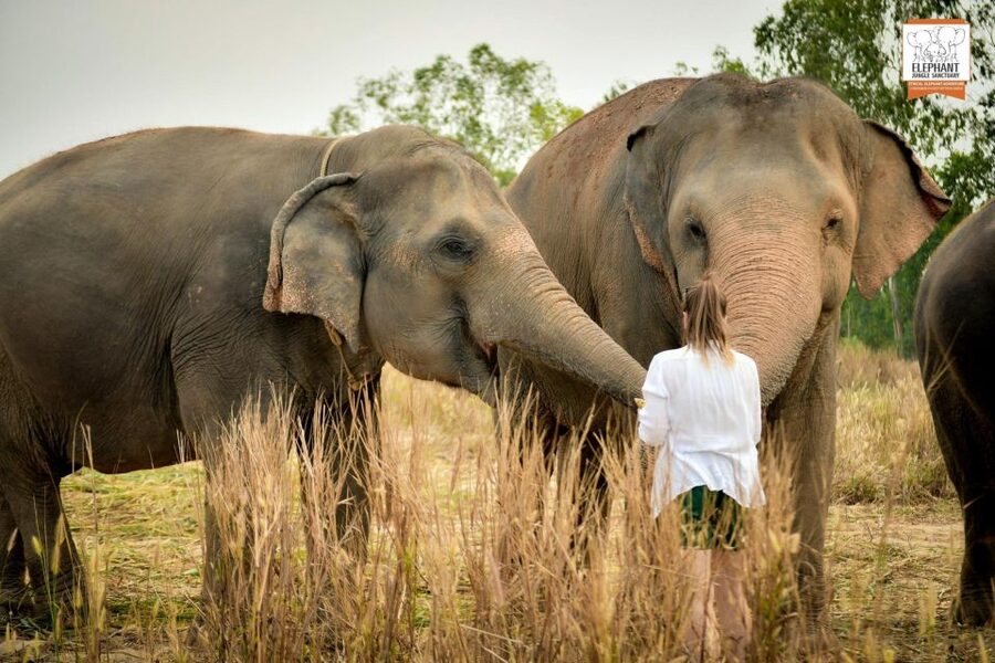 Pattaya: Elephant Jungle Sanctuary Feeding Experience - Who should book this experience?