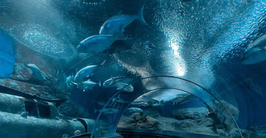Pattaya: Underwater World Pattaya Aquarium Admission Ticket - Walking beneath the 105-meter underwater tunnel