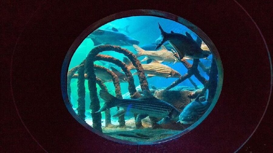 Pattaya: Underwater World Pattaya Aquarium Admission Ticket - The Siam Giant Zone and Thailand’s marine setting