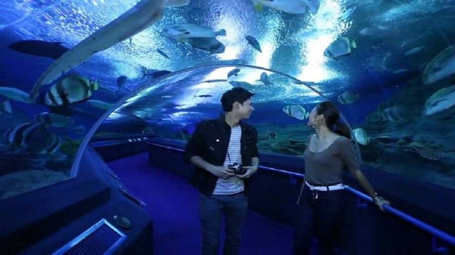 Pattaya: Underwater World Pattaya Aquarium Admission Ticket - Jellyfish in a slower, more delicate display