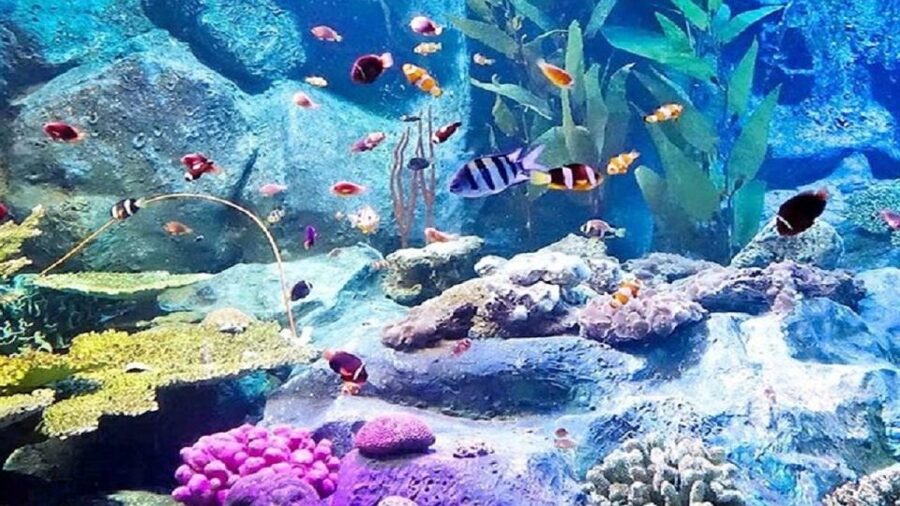 Pattaya: Underwater World Pattaya Aquarium Admission Ticket - What the $8 ticket really gives you