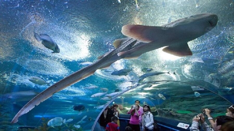 Pattaya: Underwater World Pattaya Aquarium Admission Ticket - Coral Reef Zone and the color of the displays
