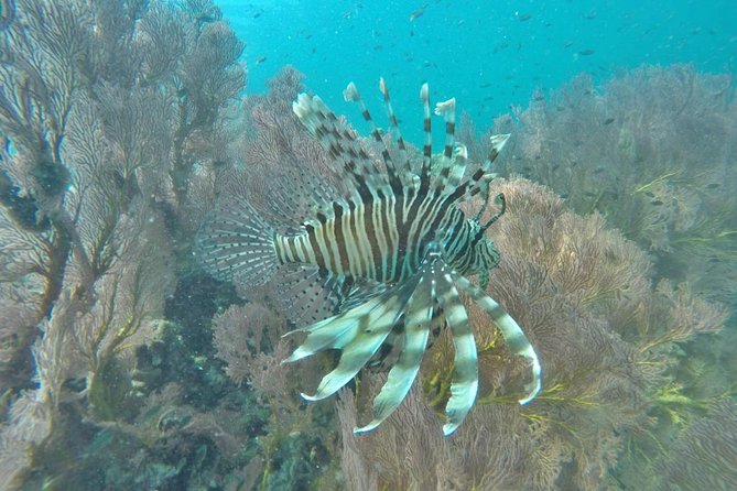 Phi Phi Early Bird & 4 Islands - Day Tour by Speedboat From Krabi - Chicken Island and Poda Island finish the circuit