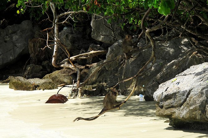 Phi Phi & Maya Bay Speedboat: All-Day Food & Choice of 3 Marinas - Monkey Beach and Phi Phi Don