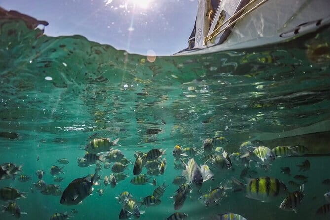 Phi Phi with Maya and Bamboo Island Day Trip by Speedboat - Monkey Beach and Viking Cave from the water