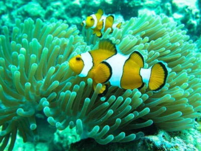 Phuket: 3 Khai Islands Relax & Snorkeling Half/Full Day Tour