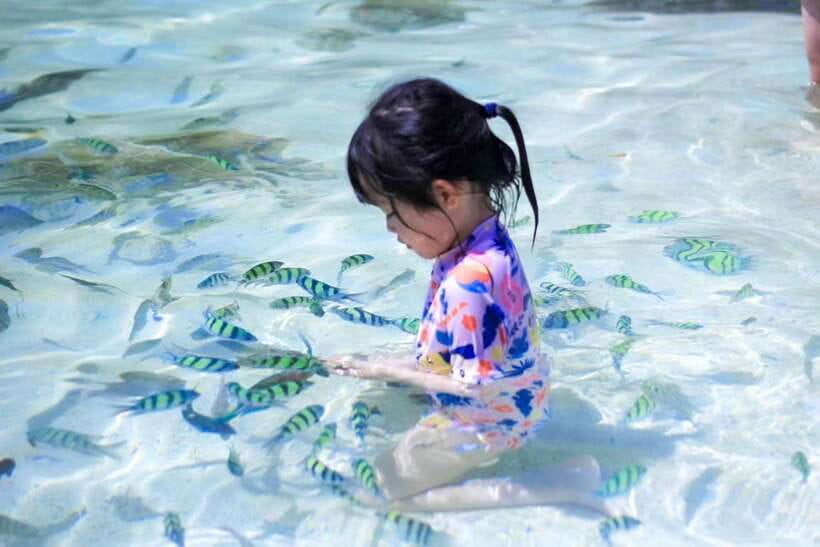 Phuket: 3 Khai Islands Relax & Snorkeling Half/Full Day Tour - Food, drinks, and the pier setup