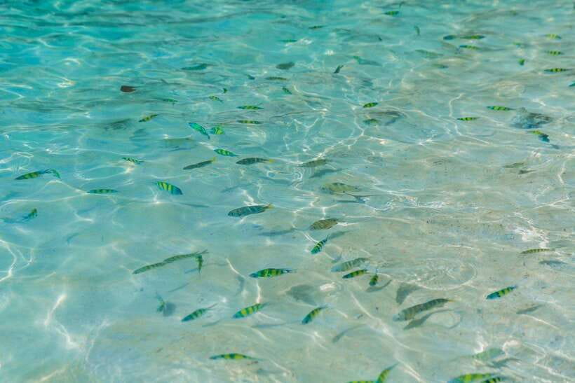 Phuket: 3 Khai Islands Relax & Snorkeling Half/Full Day Tour - Who will enjoy this tour most?