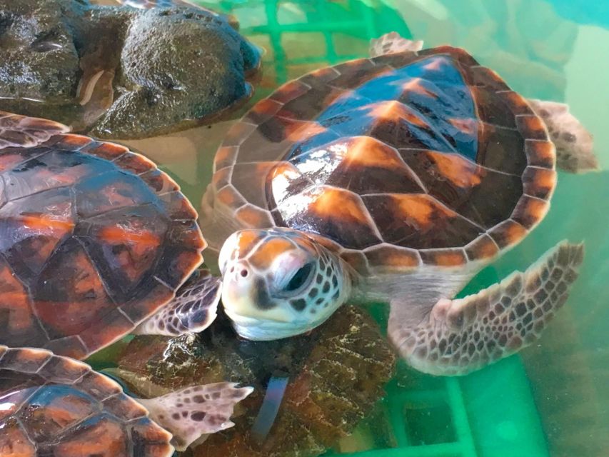 Phuket: Bamboo Rafting, Monkey Cave, and ATV Option - Who Will Get the Most From This Day
