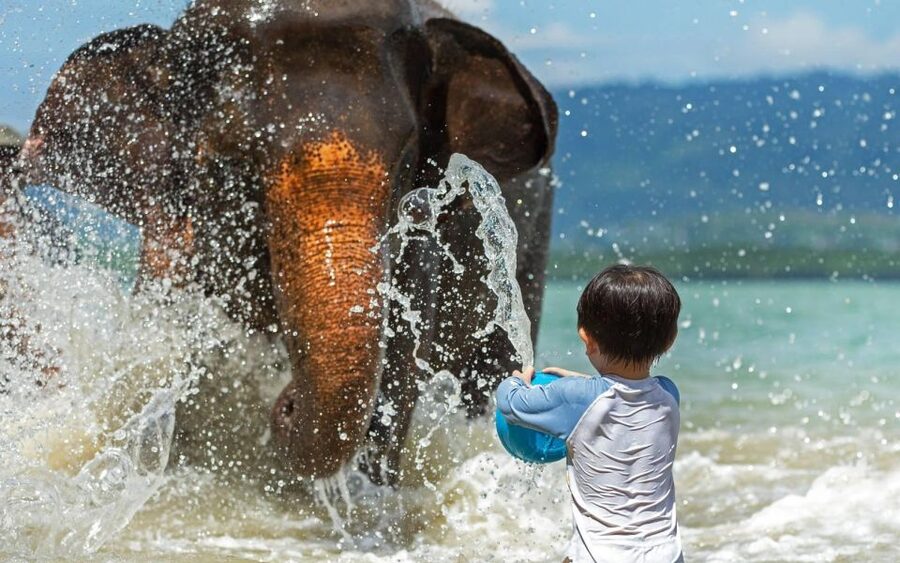 Phuket:Beach walk with elephants, rain & care. 2.5 hours - Who will get the most from this visit