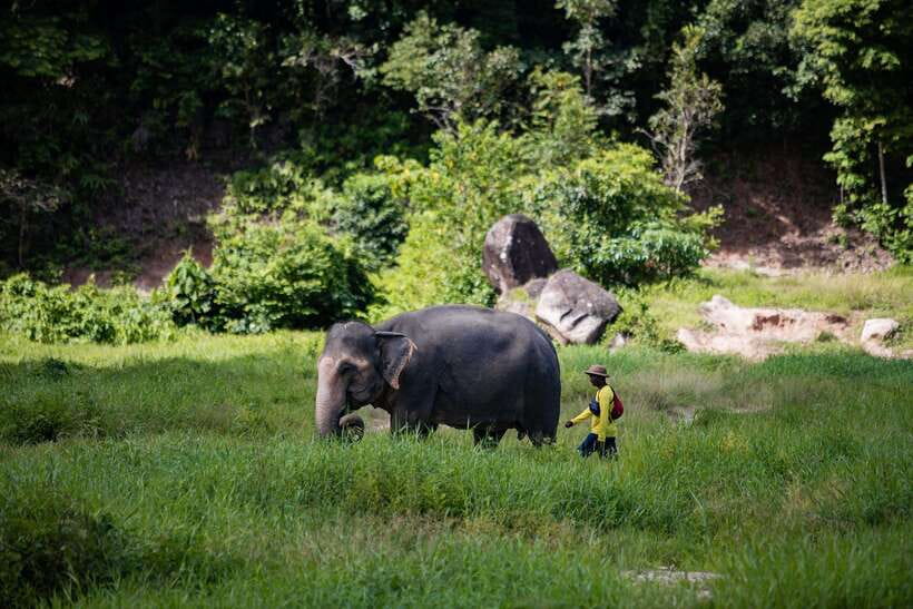 Phuket: Bukit Elephant Park Sanctuary Walk and Feed Tour - Key points to know before you go