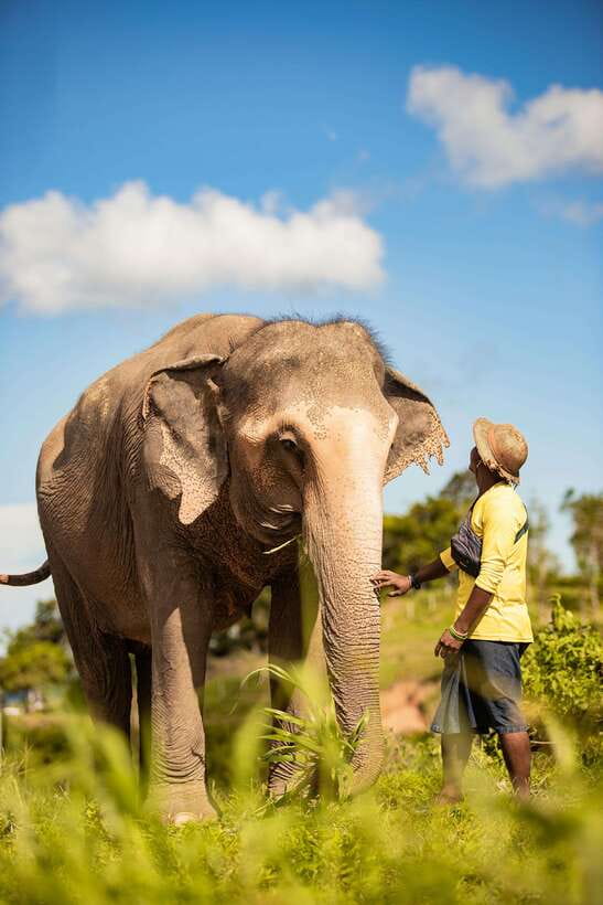 Phuket: Bukit Elephant Park Sanctuary Walk and Feed Tour - Why this sanctuary feels different