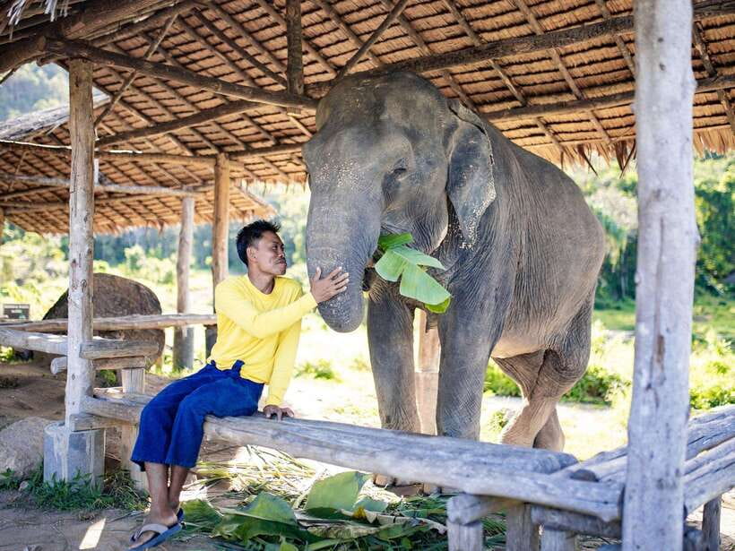 Phuket: Bukit Elephant Park Sanctuary Walk and Feed Tour - Walking through the 45-acre sanctuary
