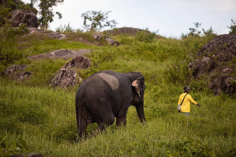 Phuket: Bukit Elephant Park Sanctuary Walk and Feed Tour - What the $51 price buys you