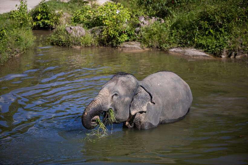 Phuket: Bukit Elephant Park Sanctuary Walk and Feed Tour - Should you book Bukit Elephant Park?