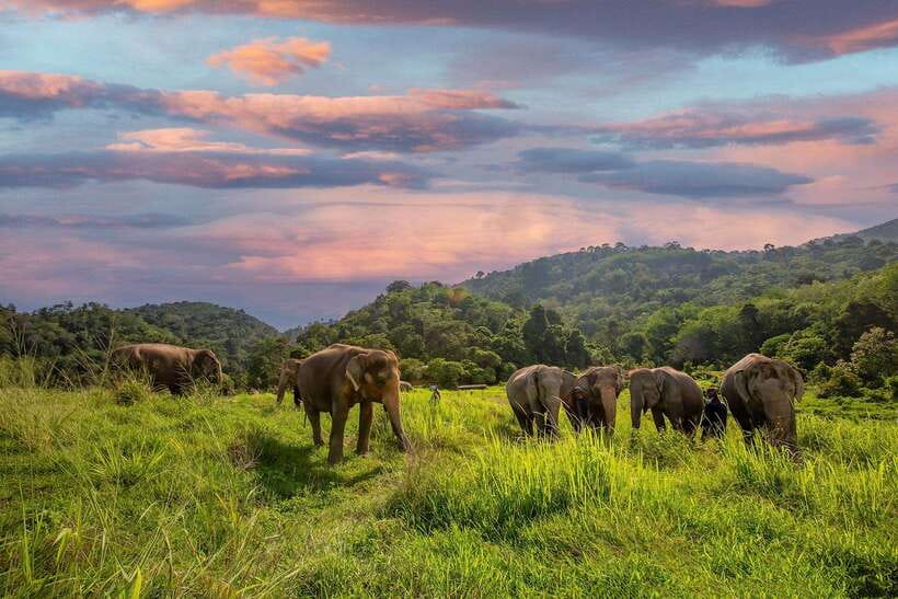 Phuket: Bukit Elephant Park Sanctuary Walk and Feed Tour - Arriving at Bukit Elephant Park