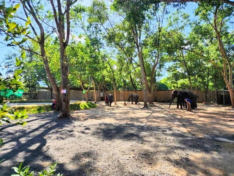 Phuket City Tour with Night Market Visit & Elephant Feeding - Guides, transport, and the pace of the day