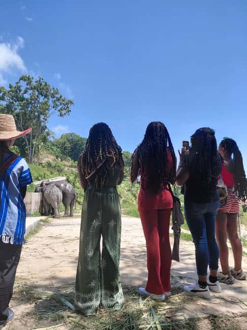 Phuket: Eco Guided Tour at Elephant Sanctuary - What you learn about elephants and mahouts